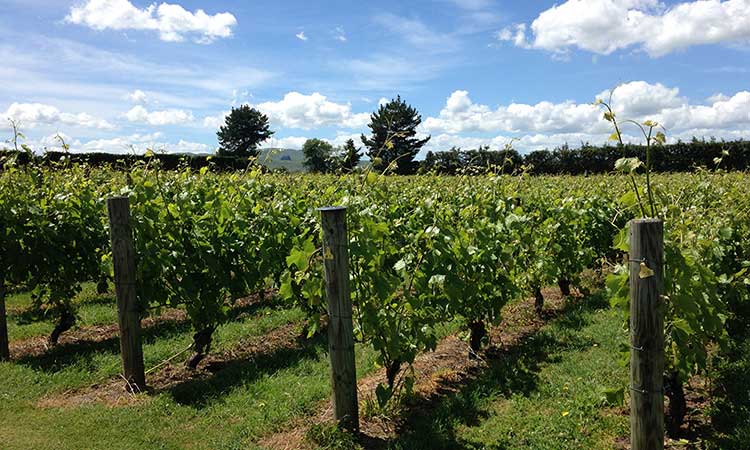 Martinborough Vineyard outside of Wellington